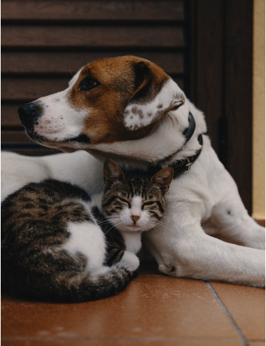 CAROBIN PET FORTE 30CPR