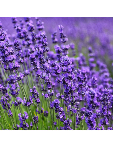 APIVITA LAVANDA CREMA CORPO