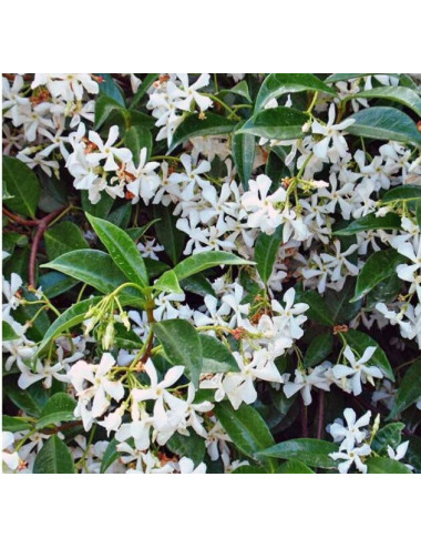Apivita Jasmine Doccia Gel Rilassante - 250ml